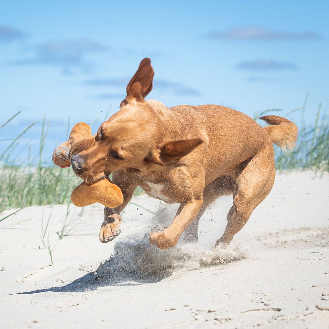 MiniFeet® Hundespielzeug Knochen - braun-3