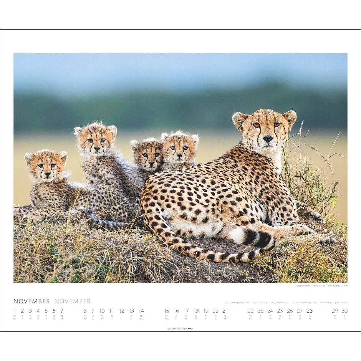 African Wildlife - Tiere  Kalender-788