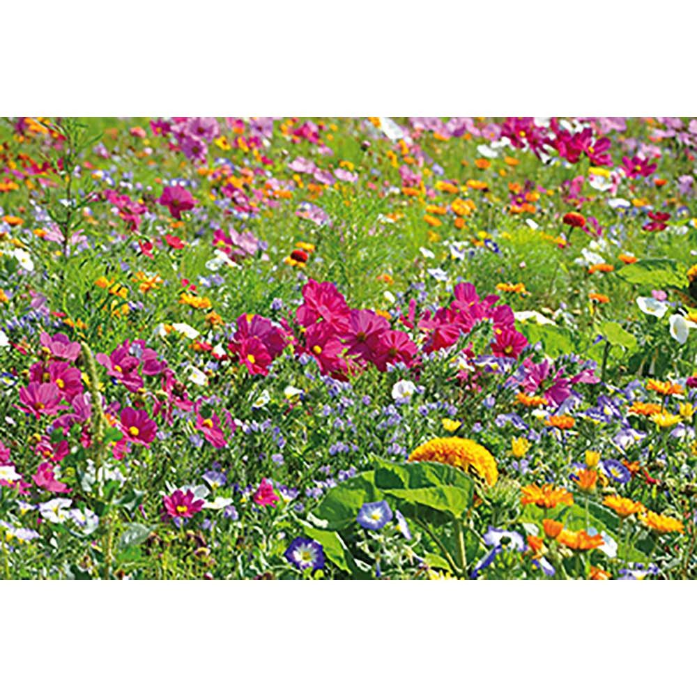 Flower-Card mit Samen - Sommerblumenmischung-664